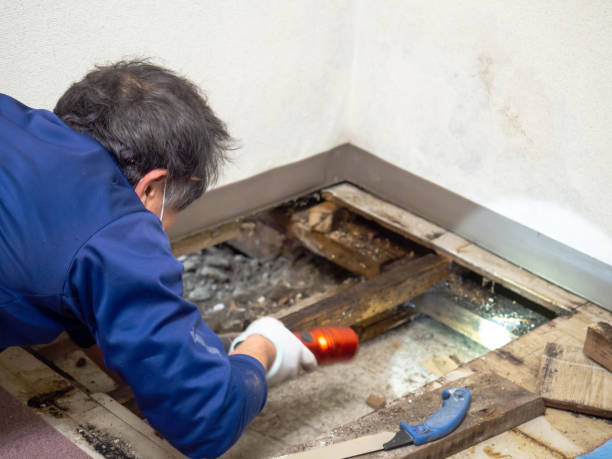 Reliable Jackson, MS Mold Removal Solutions