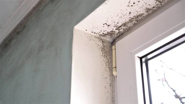 Best Professional Mold Removal  in Jackson, MS