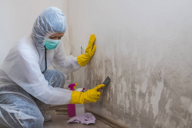 Best Office Mold Removal Services  in Jackson, MS