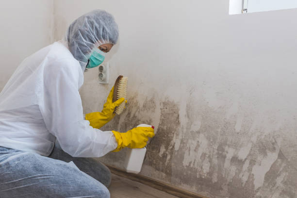 Home Mold Removal in Jackson, MS