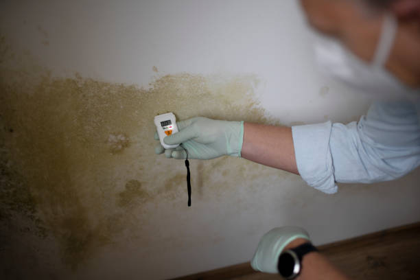 Best Crawl Space Mold Removal  in Jackson, MS