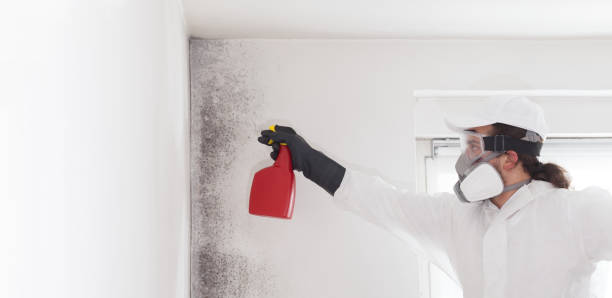 Mold Removal and Inspection in Jackson, MS