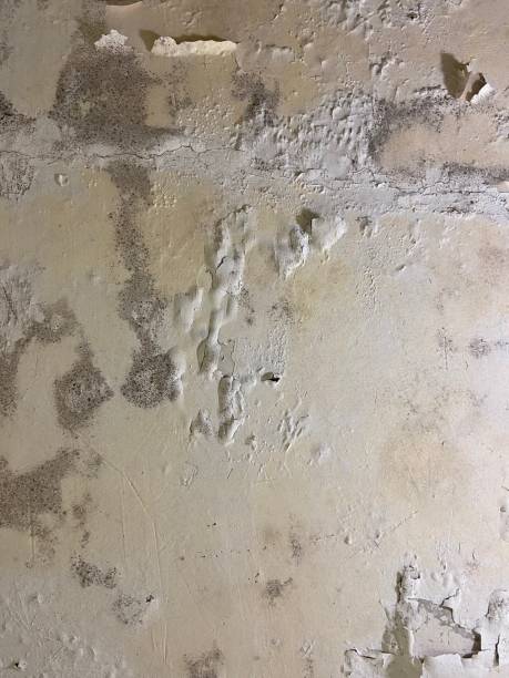 Best Home Mold Removal  in Jackson, MS