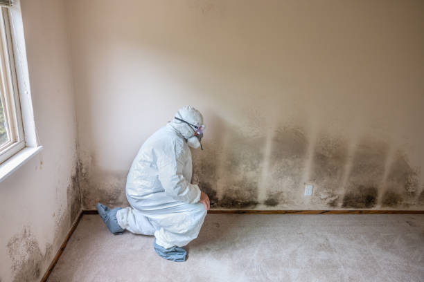 Best Fast Mold Removal  in Jackson, MS