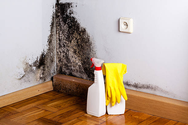 Best Black Mold Removal  in Jackson, MS