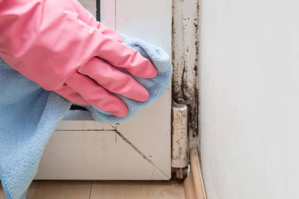 Best Mold Removal Company Near Me  in Jackson, MS