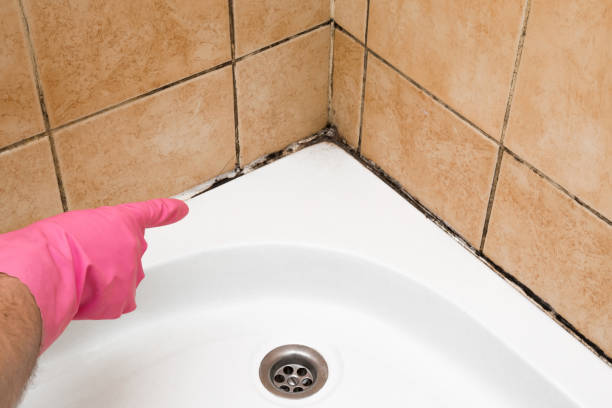 Best Affordable Mold Removal  in Jackson, MS