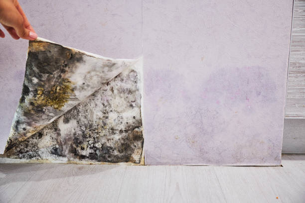 Best Local Mold Removal Service  in Jackson, MS